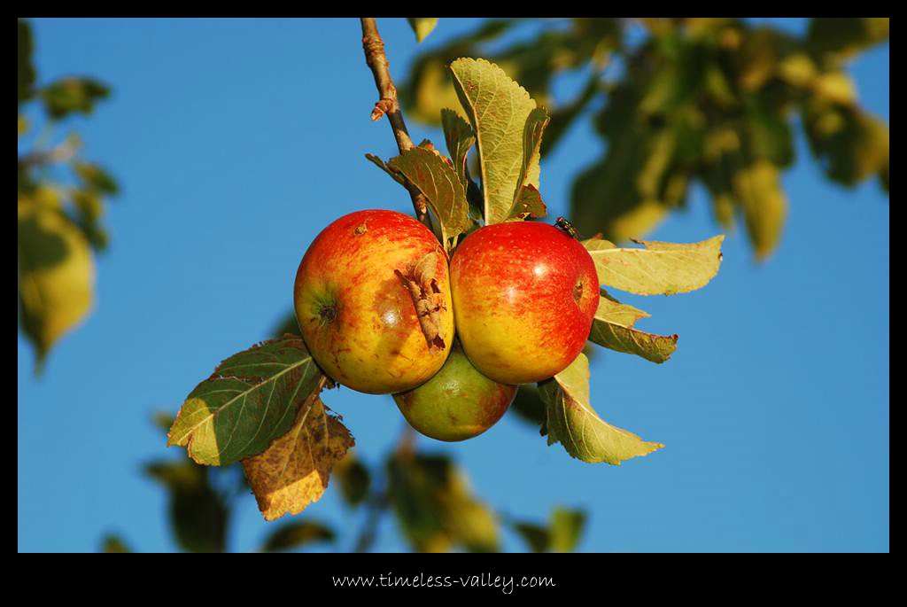 Äpfel

Nikon D80
(200mm, 1/200s, ISO 100, Blende 7.1)