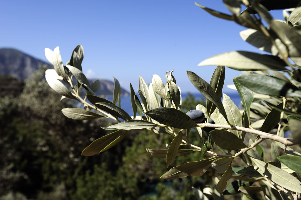 Ölbaum auf Samos