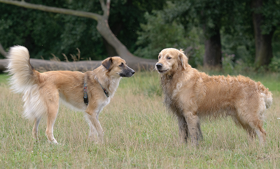 Ölhund1