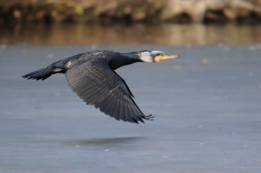 Überflug