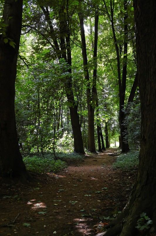 Übung Licht im Wald