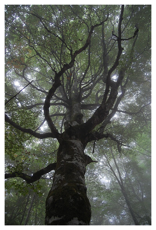 über 300 Jahre alter Baum II
