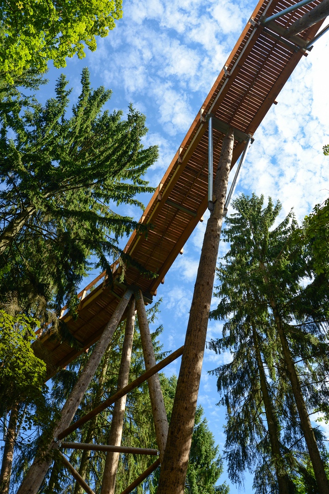 über den Wipfeln comp
