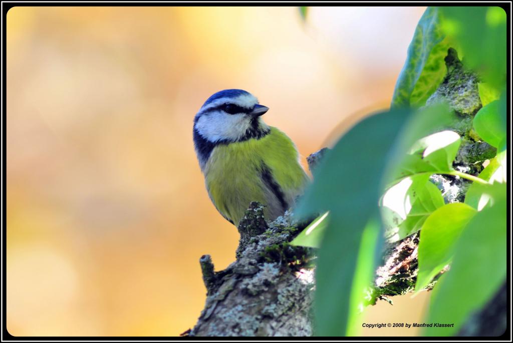• Blaumeise •
Nikon D300 mit Nikkor AF 4,0/300mm IF D ED plus 2X Converter und Manfrotto Monopot 680B.
Originalgröße, das Bild ist unbeschnitten !