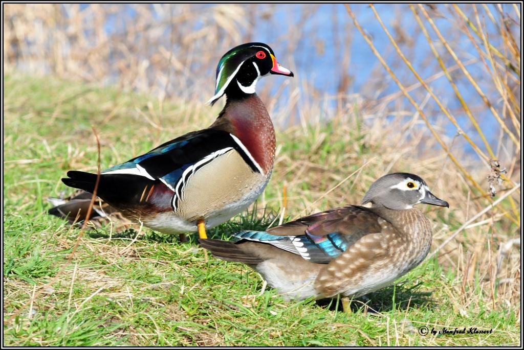 • Das Brautpaar •

• Brautentenpaar ( Lat.: Aix sponsa ) •
• Aufnahme aus freier Natur vom 20.03.09 in Hessen am Mainufer nahe der Bayrischen Landesgr