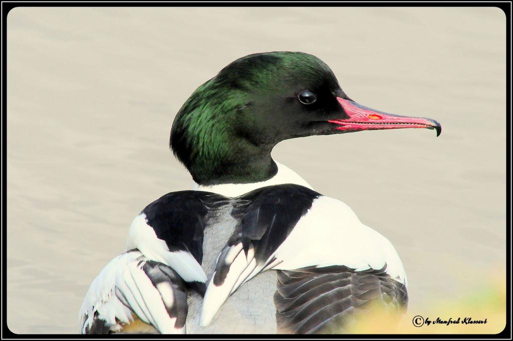 • Fischer mit Säge und Haken •

• Gänsesäger (Lat.: Mergus merganser)
• Nikon D300 mit Nikkor AF 4,0/300mm If D ED •
• Aufnahme aus freier Natur (Main