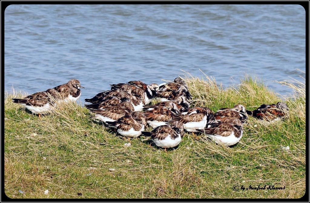 • Kalter Nordostwind •

•Steinwälzer ( Lat.: Arenaria interpres ) wärmen sich gegenseitig und suchen Schutz im Gras am Wagejot auf Texel NL •
• Nikon 