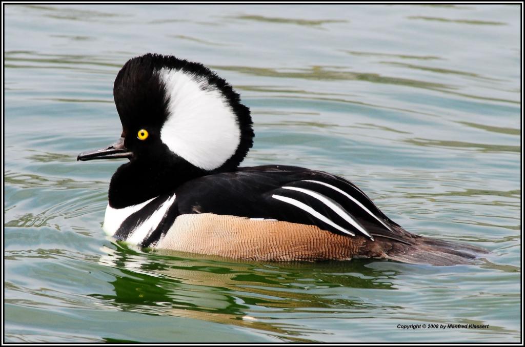 • Kappensäger •

• Hoodet Merganser (lat.: Lophodytes cucullatus). •

Ein hübscher Bursche auf der Insel Texel NL, mit Hut und tollen Brummtönen !
Nik