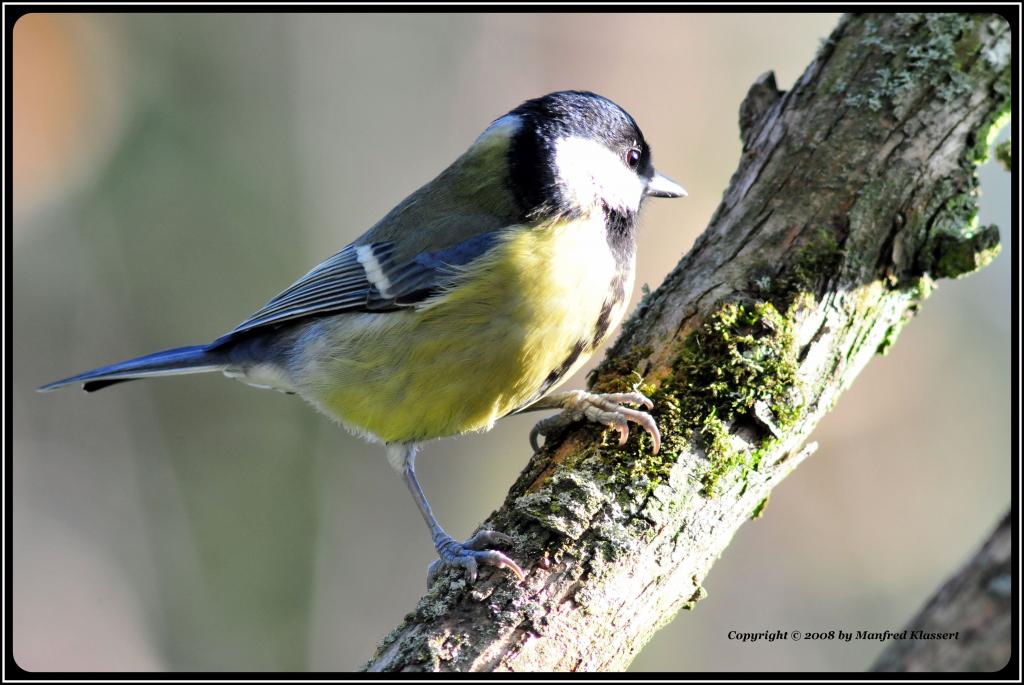 • Kohlmeise •
Nikon D300 mit Nikkor AF 4,0/300mm IF D ED plus 2x Converter und Manfrotto Monopot 680B (äquivalent 900mm).
Originalgröße, das Bild ist 
