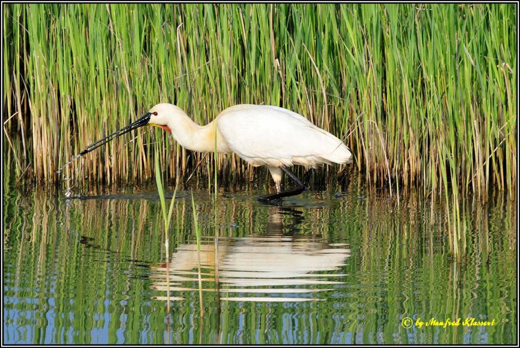 • Löffler • ( Lat.: Platelea leucorodia ) • Spoonbill •

Nikon D300 mit Nikkor AF 4,0/300mm IF D ED und 2X Converter plus Manfotto 680B •

• In freier