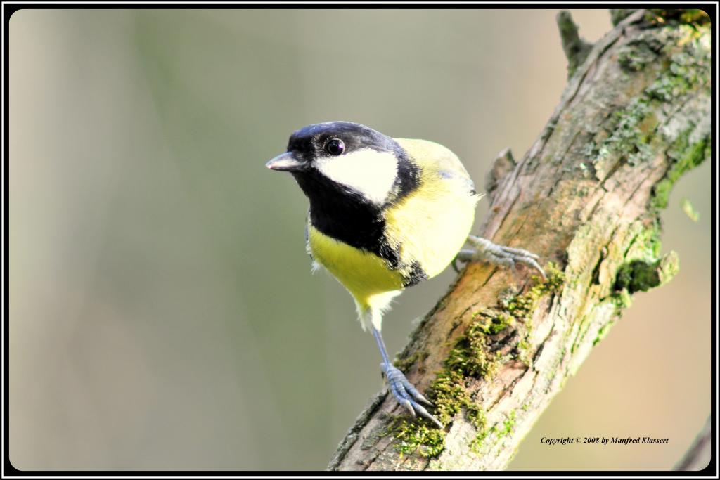 • Neugier •
Kohlmeise, Nikon D300 mit Nikkor AF 4,0/300mm IF D ED plus 2X Converter und Manfrotto Einbeinstativ (äquivalent 900mm).
Originalgröße, das