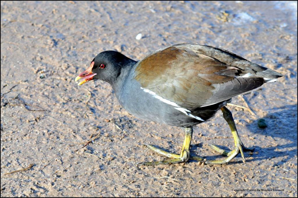 • Teichhuhn •

• (Lat.: Gallinula chloropus) •
• Nikon D300 mit Nikkor AF 2,8/80-200 IF D ED •
• Aufnahmen aus freier Natur •
• Originalgröße, das Bil