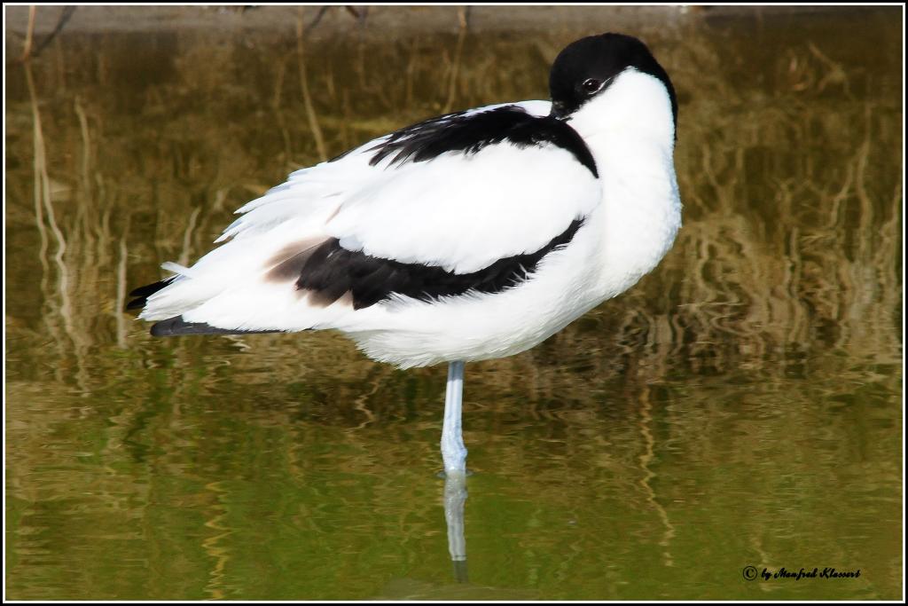 • Versteckter Säbel •

• Säbelschnäbler ( Lat.: Recurvirostra avosetta ) im Wagejot bei Oost auf Texel NL •
• Nikon D300 mit Nikkor AF 4,0/300mm IF D 