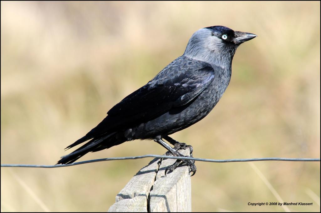 •Dohle•
(Corvus monedula)
Aufnahme von der InselTexel NL mit Nikon D300 und Nikkor AF 4,0/300mm IF D ED.
Originalgröße, unbeschnitten u. unbearbeitet 
