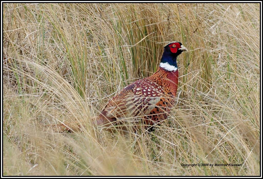 •Fasan auf Texel•
Nikon D300 mit Nikkor AF 4,0/300mm IF D ED plus 1,4 Converter.
