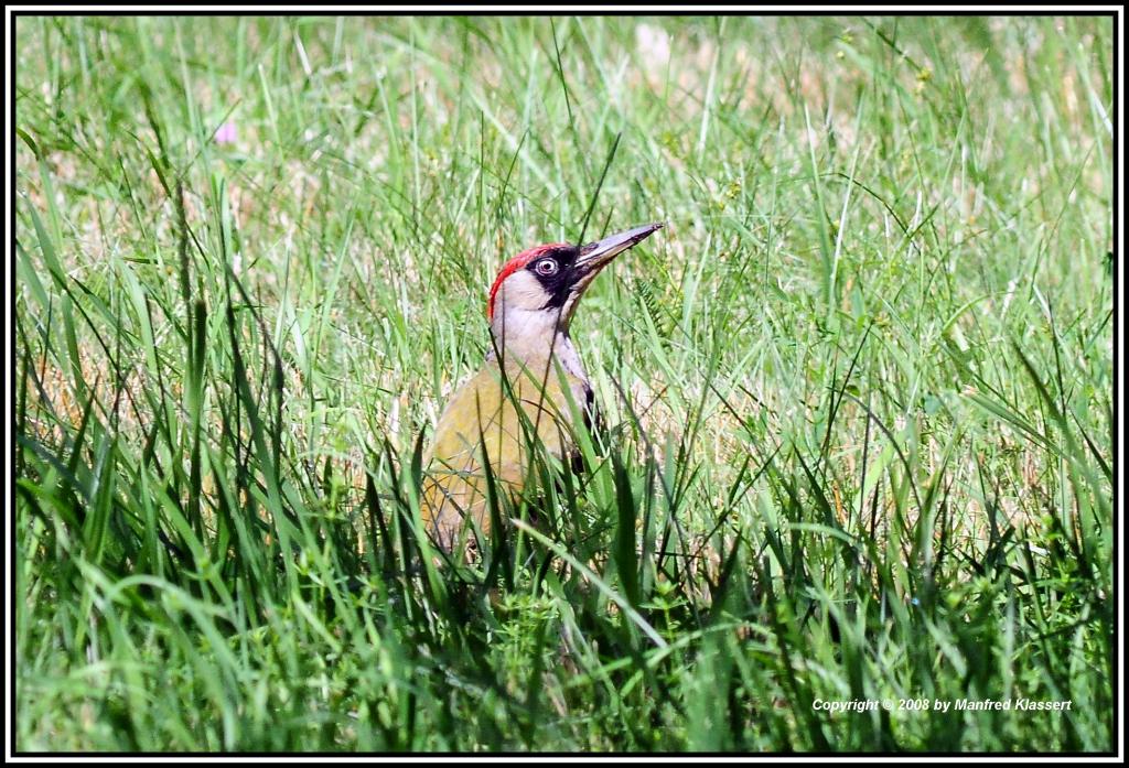 •Grünspecht•
(Picus viridis)
Hat mich gesehen !
Nikon D300 mit Nikkor AF 4,0/300mm IF D ED plus 1,4 Converter und Manfrotto Einbein Stativ.