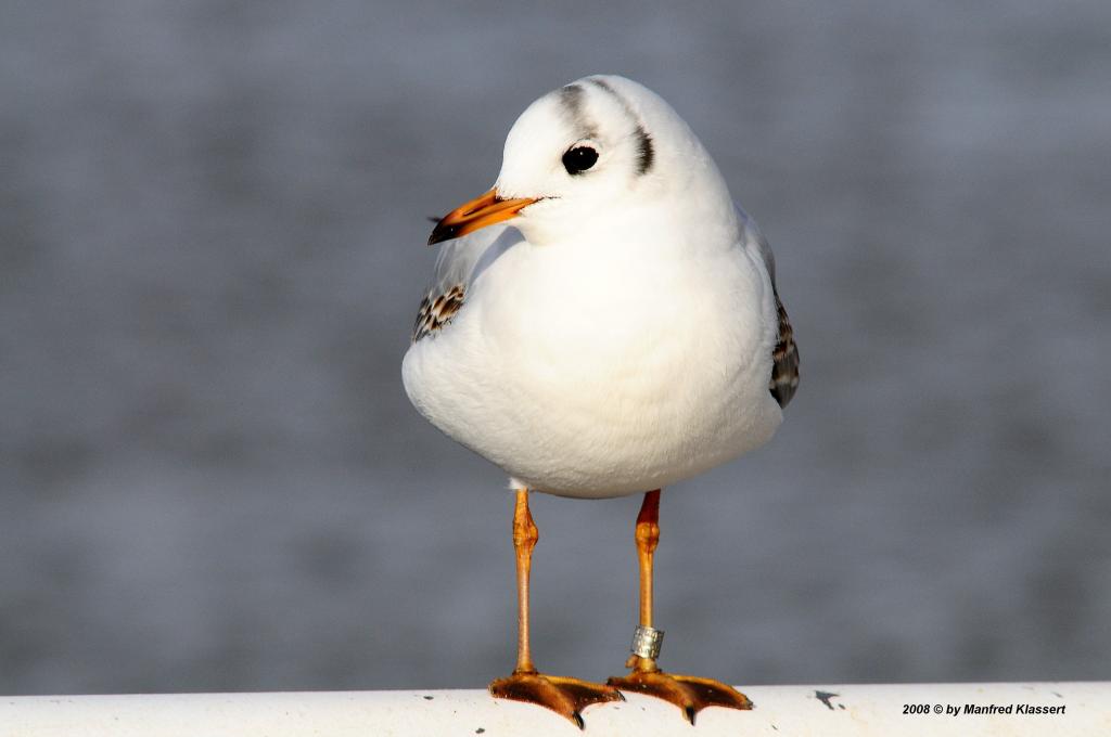 •Junge Lachmöve•
( Larus ridibundus ) Ein friedliches Bild.
Nikon D300 mit Nikkor AF 4,0/300mm IF D ED (äquivalent 450mm).
Originalgröße, das Bild ist