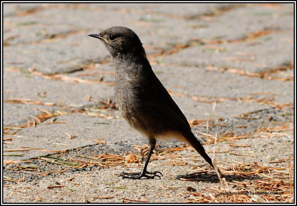 •Junger Rotschwanz•
(Phoenicurus phoenicurus)
D300 mit Nikkor AF 4,0/300mm IF D ED  plus 1,4 Converter und Manfrotto Einbeinstativ.