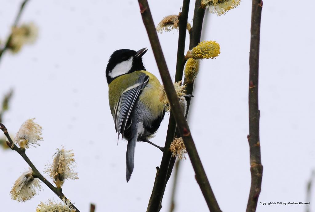 •Kohlmeise•
Nikon D300 mit Nikkor AF 4,0/300mm IF D ED (äquivalent 450mm )