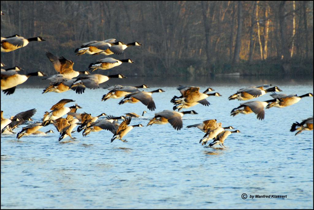 •Landeanflug•
Kanadagänse bei der Landung auf dem See Freigericht West.
Nikon D200 mit Sigma 4-5,6/70-300mm DG APO.
