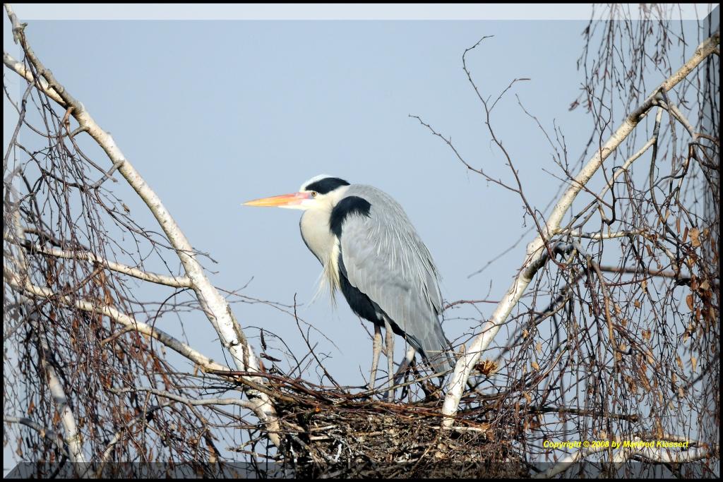 •Reiher im Horst•
( Graureiher lat.: Ardea cinerea )
Bild 1., aus freier Natur ! Nikon D300 mit 1000mm Spiegelobjektiv ( äquivalent 1500mm ).
Original