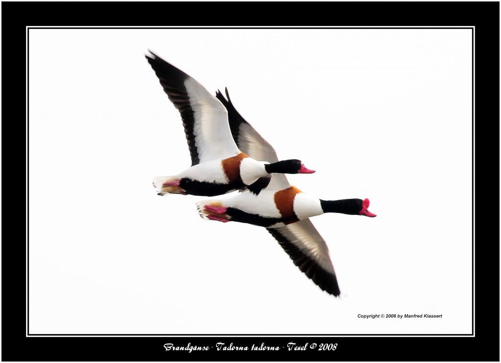 •Synchronflug•
Nikon D300 mit Nikkor AF 4,0/300mm IF D ED plus 1,4 Converter.
Freie Hand in freier Natur.
