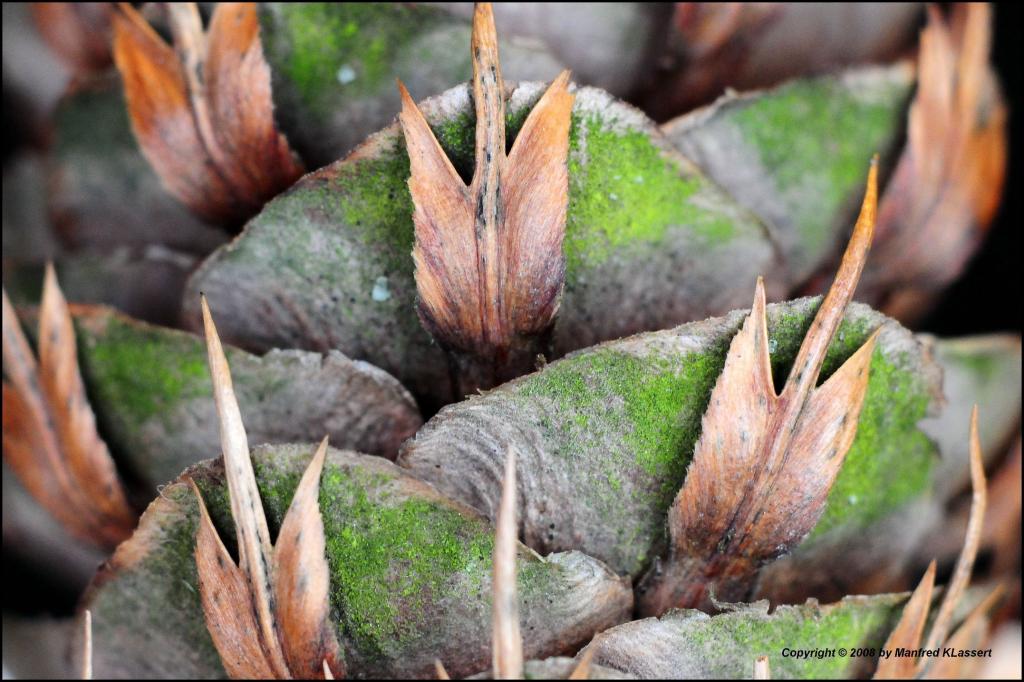 •Was ist das ?•
Rätsel, Makrofoto D300 plus Novoflex Balgengerät mit Novoflex Objektivkopf 3,5/105mm.