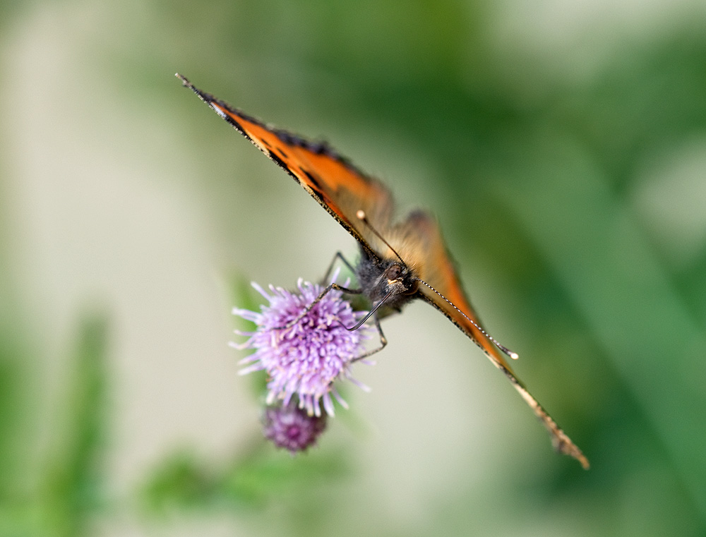 000 2010 06 15 Kleiner Fuchs 05 02