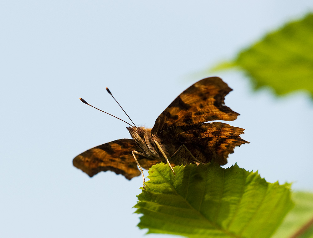000 2010 07 02 C Falter 06 01