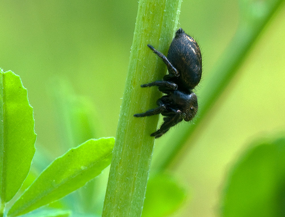 000 2010 07 02 Schwarze Springspinne 02 01