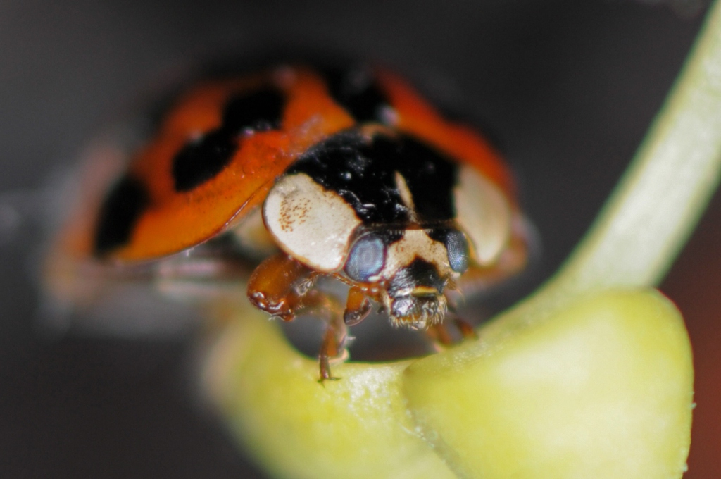 00025 Macro 85mm Marienkäfer