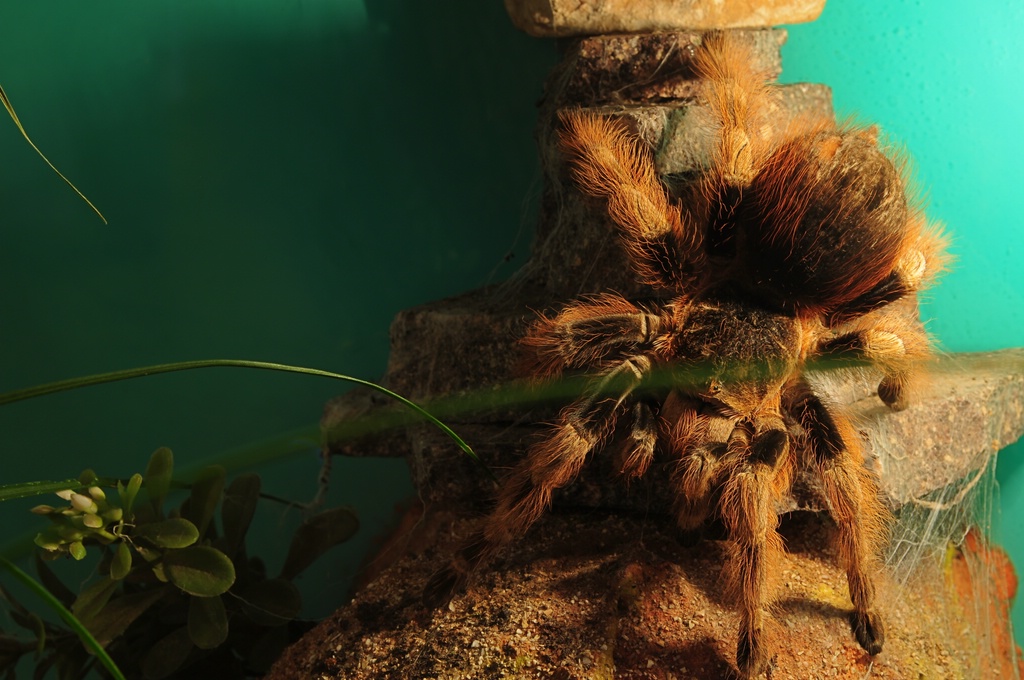 00030 18 55mm Vogelspinne grüner Strich