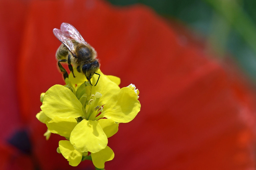 00184 Biene vor Mohn