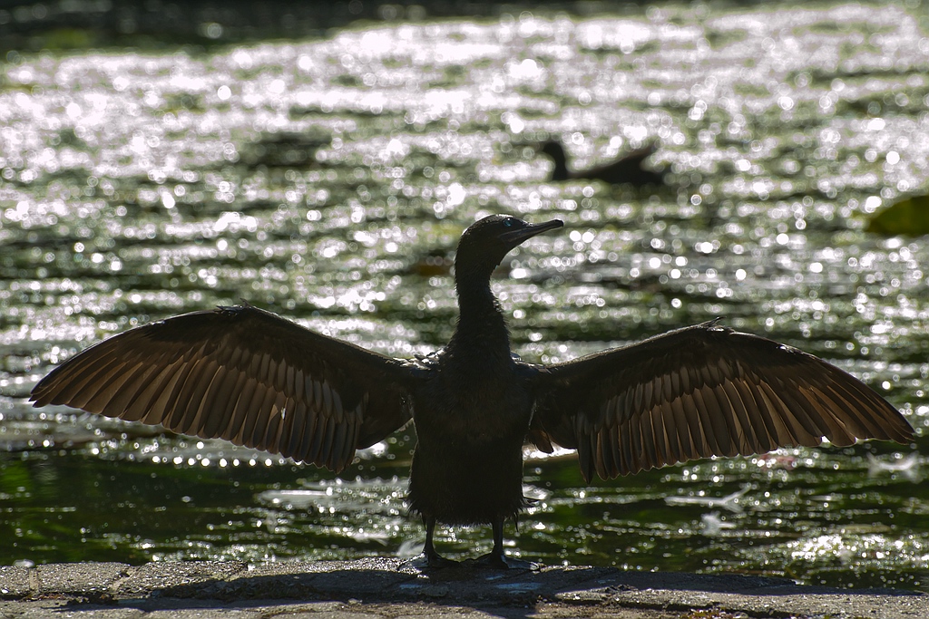 00196 Kormoran