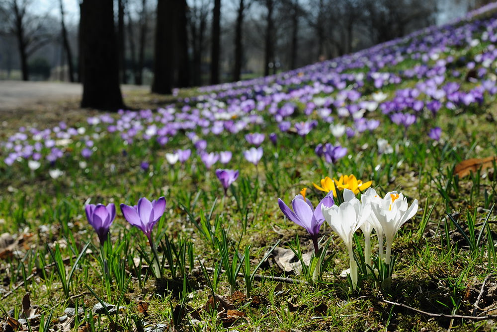 01 20100324 111727 fruehling