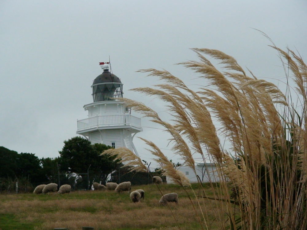 01 29 07 NZ moearaki lighthouse HC3 608