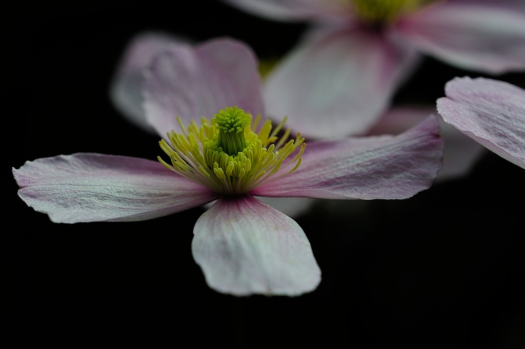 01 Blüte