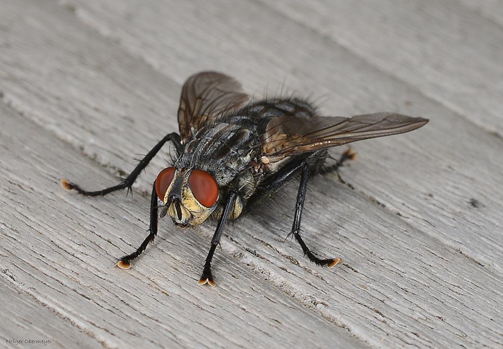 01 Fliege