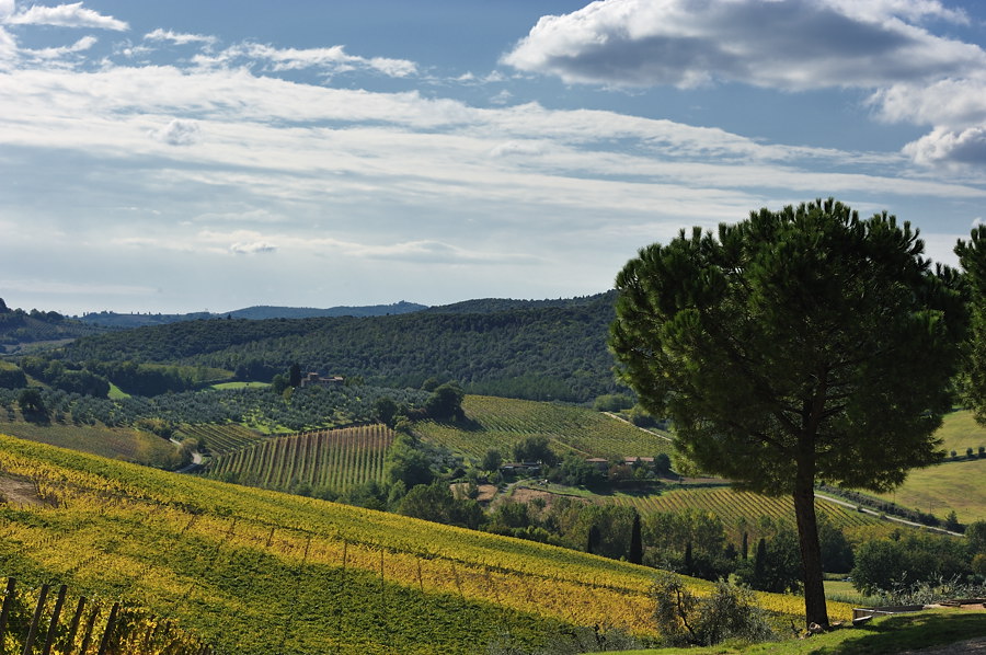 01320091017 131620  DSC6462Toskana