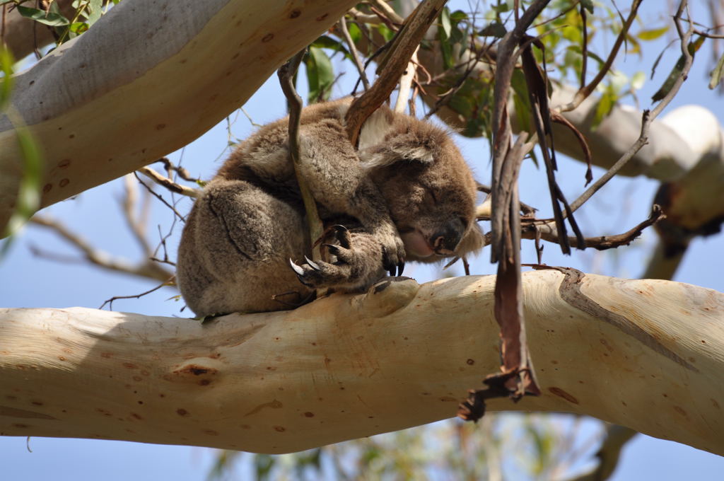 0180 Australien 1024