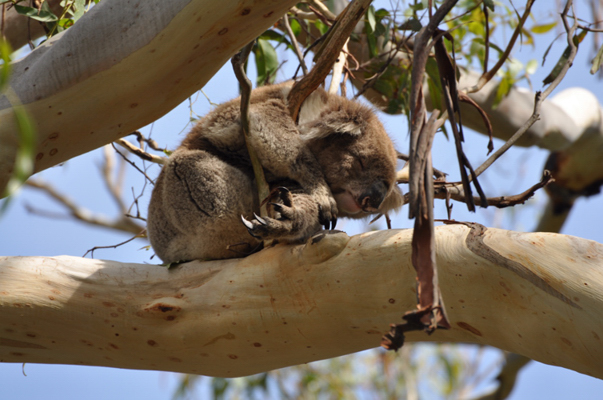 0180 Australien 2010