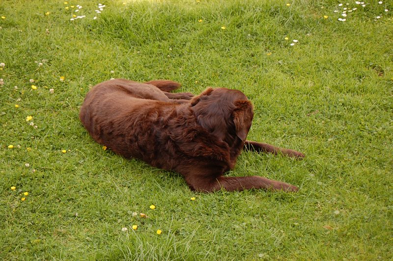 019 schatten