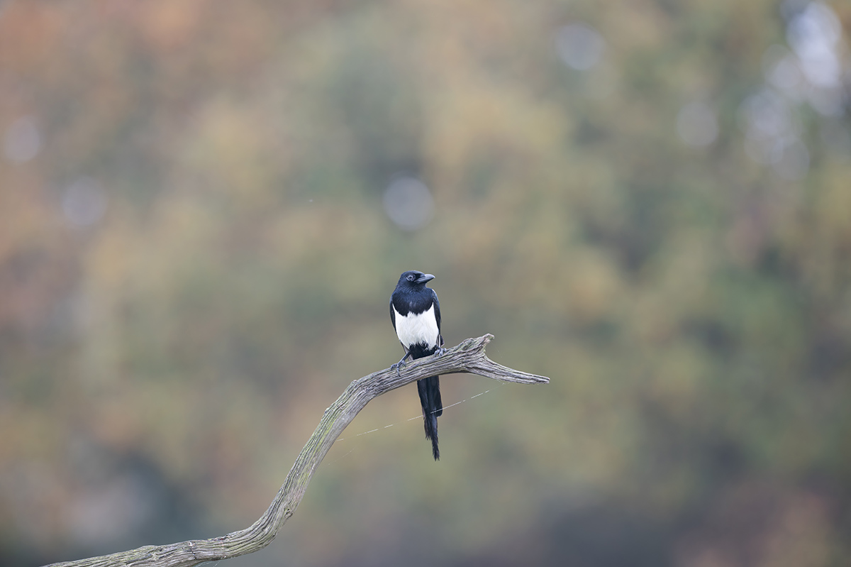 02 400mm f-4.jpg