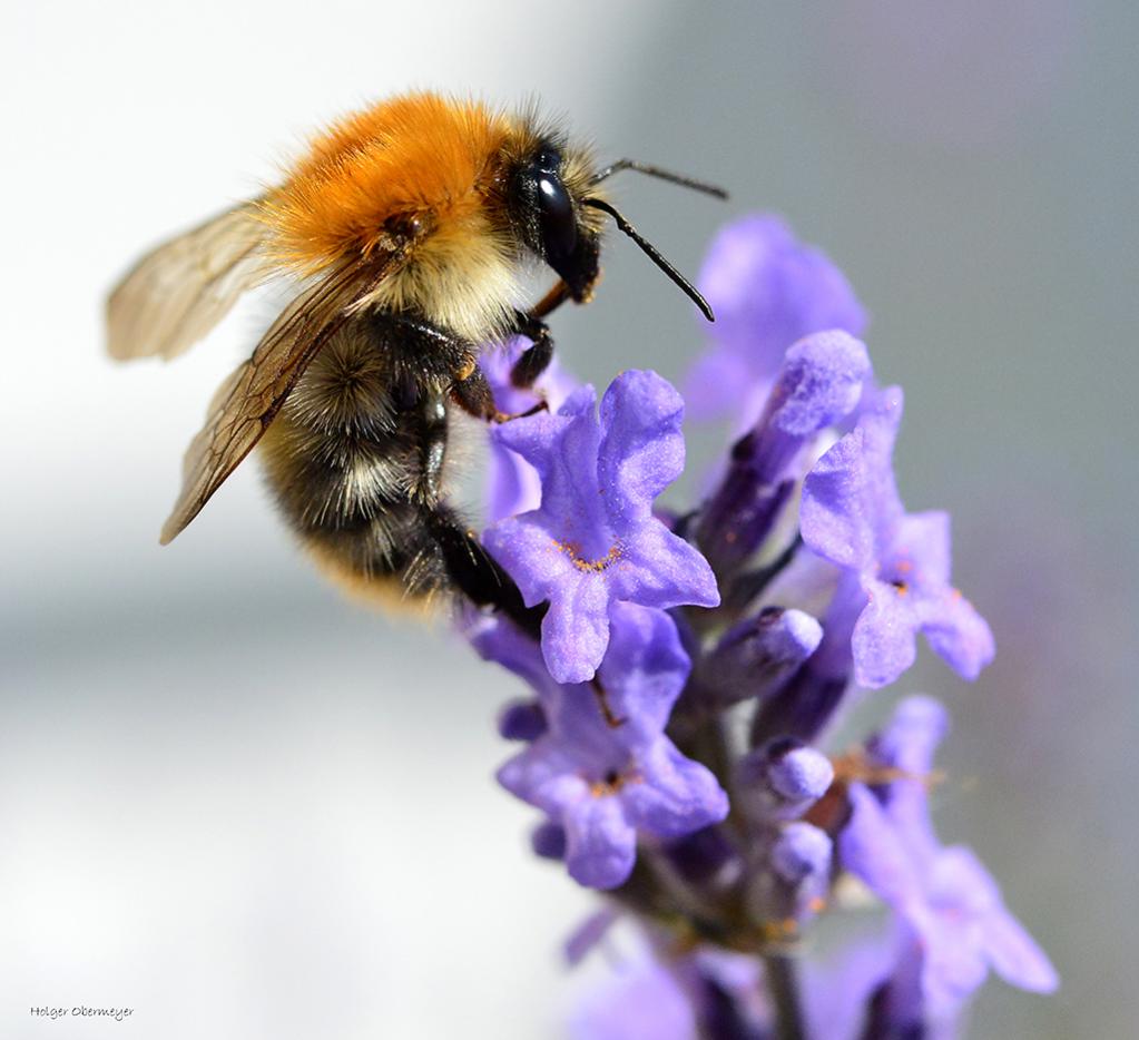02 Hummel