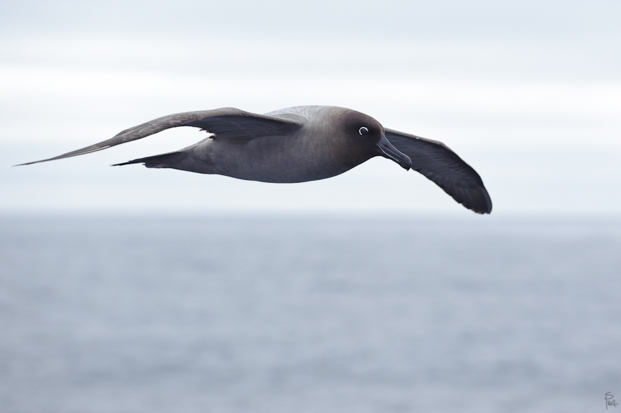 0222, Rußalbatros (Light-mantled Albatross)