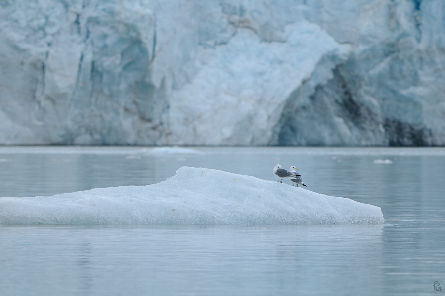 0243 NFF
