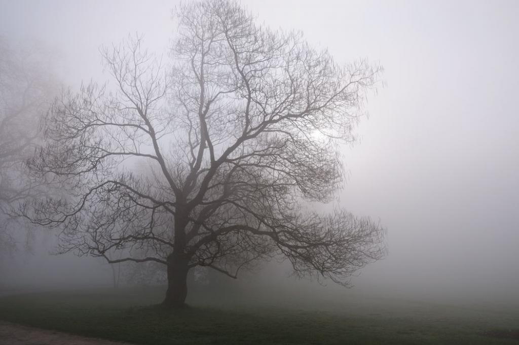 027 Baum im Nebel klein