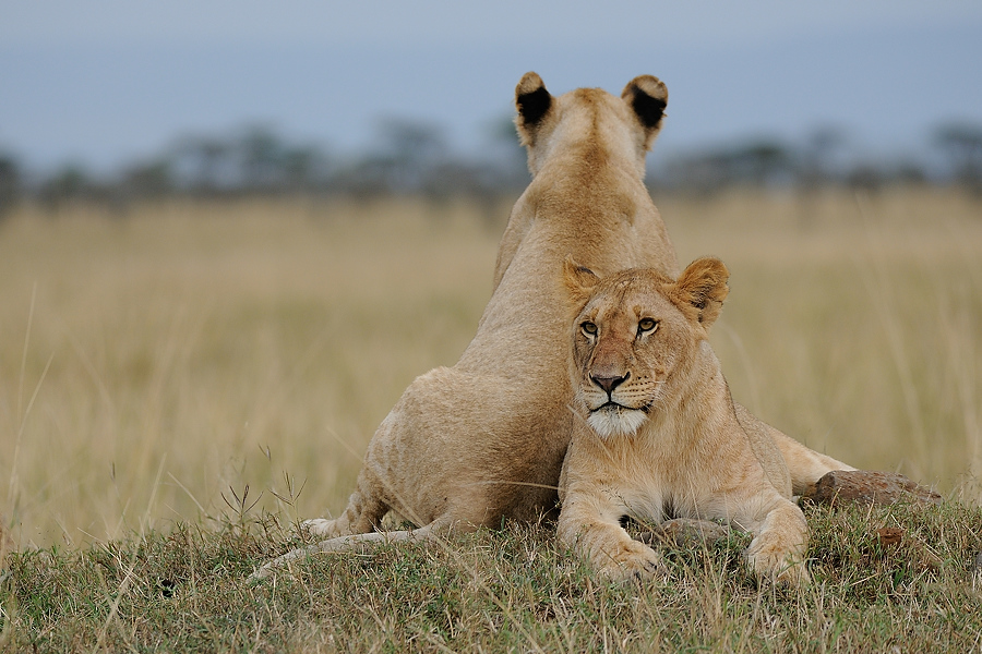 02MasaiMara4 DSC 3314A