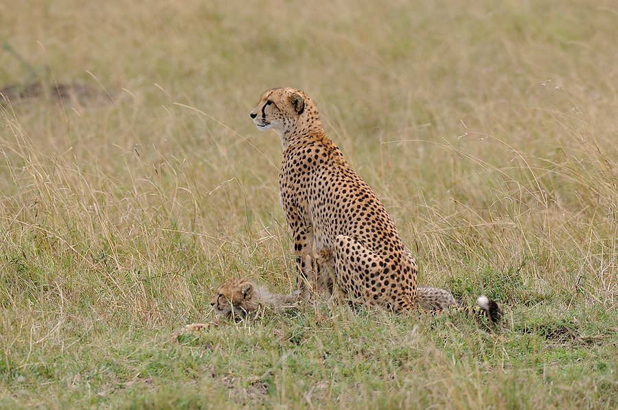 02MasaiMara4 DSC 3390