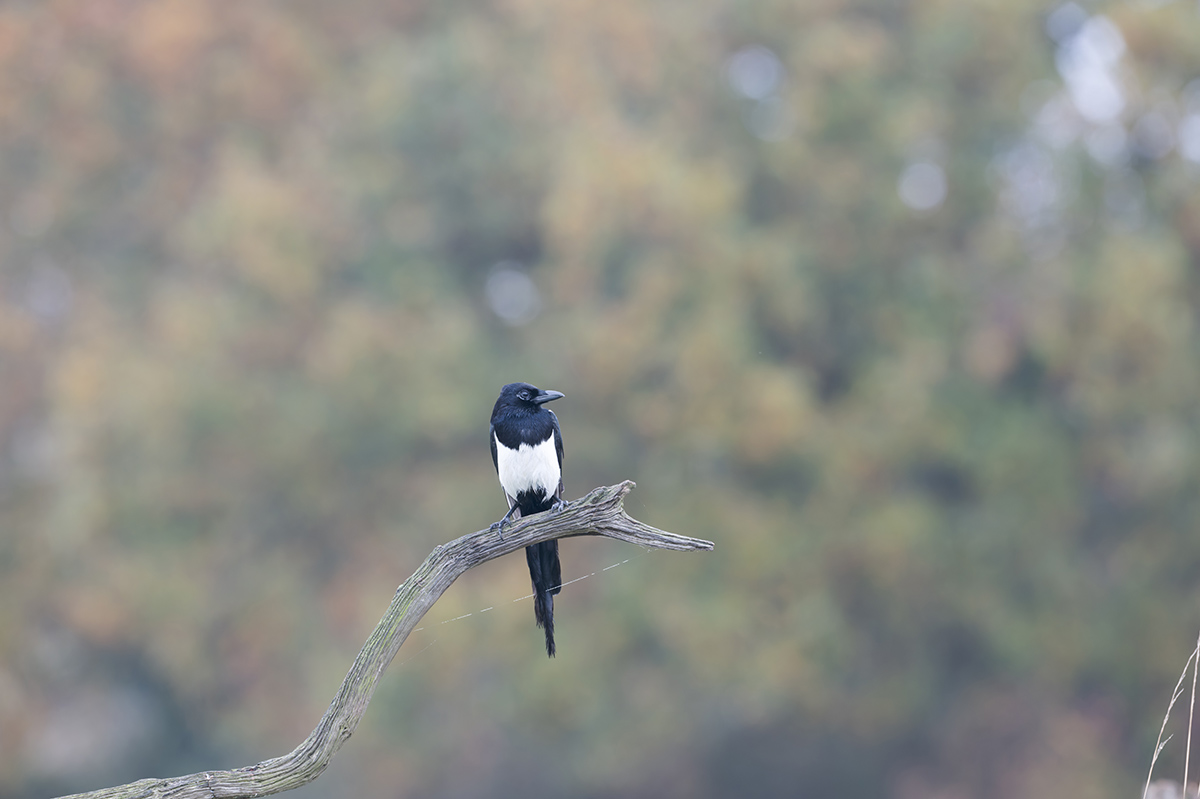 03 400mm f-5.6.jpg